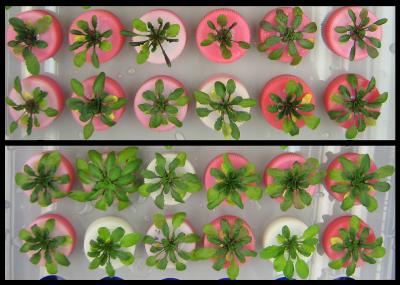 genetically modified plants and non-GM plants grown in saline conditions